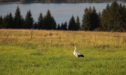niedzica pieniny