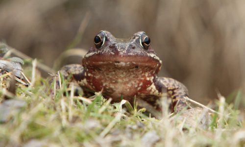 niedzica pieniny