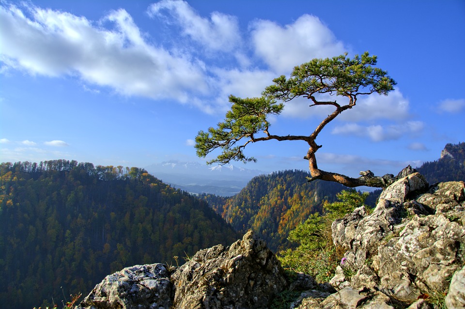 sokolica pieniny góry