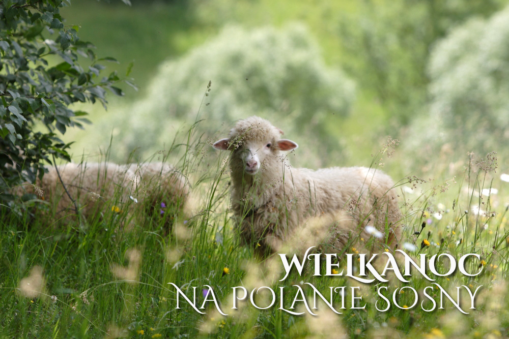 wlk_ps wielkanoc polana sosny